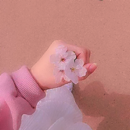 freetoedit pink flower palepink cute
