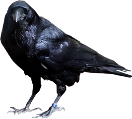 bing crow bird freetoedit