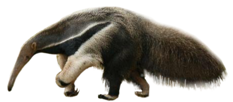 tamandua tamanduabandeira freetoedit sticker by @sisifo2019