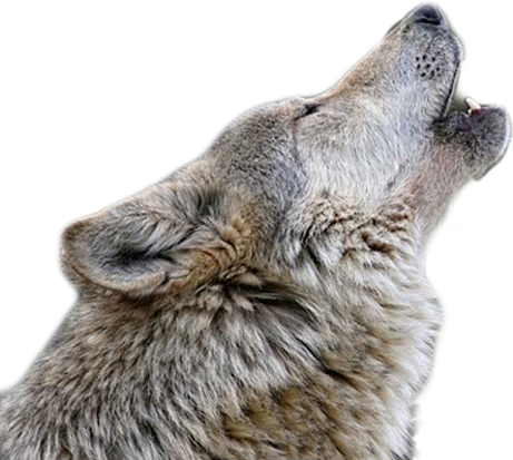 wolf wolfpack howl wolfs sticker by @officialdaniel5