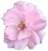 pink pinkaesthetic pinkflower flower freetoedit