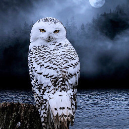 freetoedit owl snow night scary