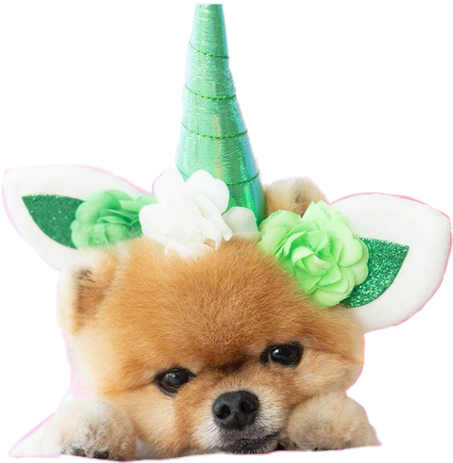 boo dog unicorn