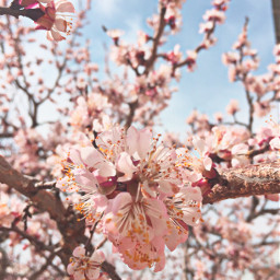 spring cherryblossom march springday 봄날