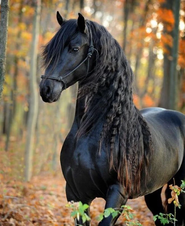 Chevaux Friser Image By Marie Fanelie Chevaux Friser Image By Marie Fanelie