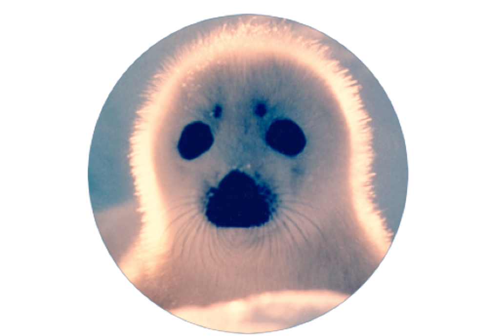 scseal seal animals freetoedit sticker by manuelamerck1