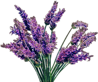 freetoedit sclavender lavender sticker by @artistbunny