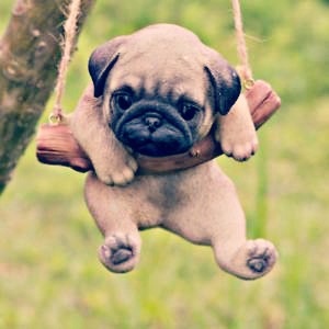 cute adorable pugs