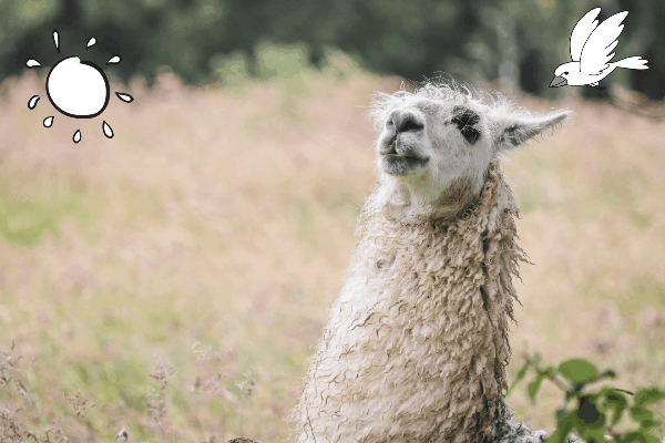 photo Animated Llama Gif ircllama llama gif by wiktoria