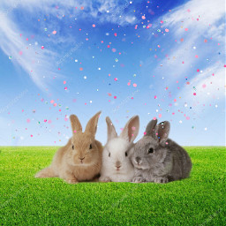 rabbits animals nature freetoedit