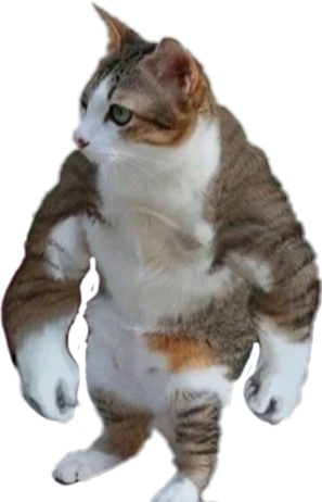 Cool Cursed Cat Images