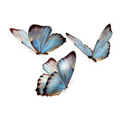 blue butterflies nature pretty butterfly freetoedit