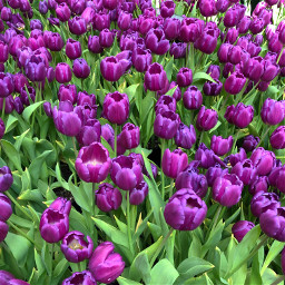 freetoedit tulips purple spring bellagio