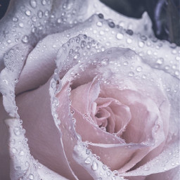 freetoedit remixit rose flower drops