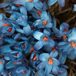 freetoedit remixit photography flowers blue