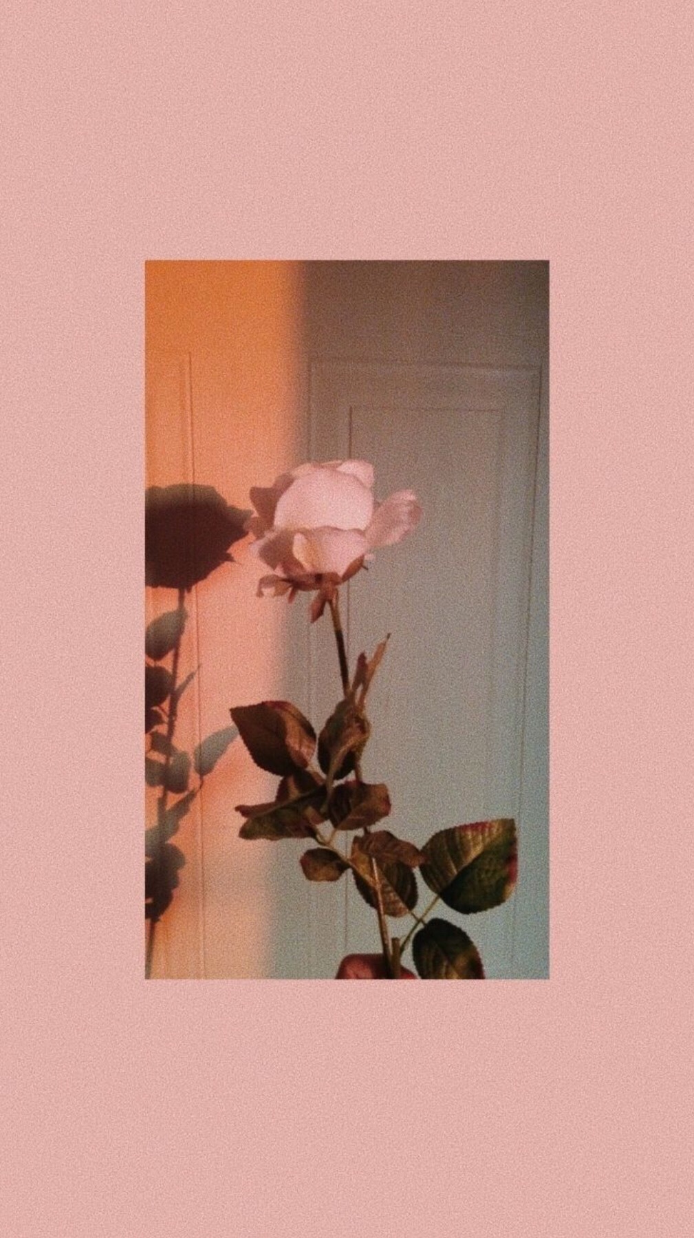 Tumblr Wallpaper Rose Image By Somewhat Hiatus
