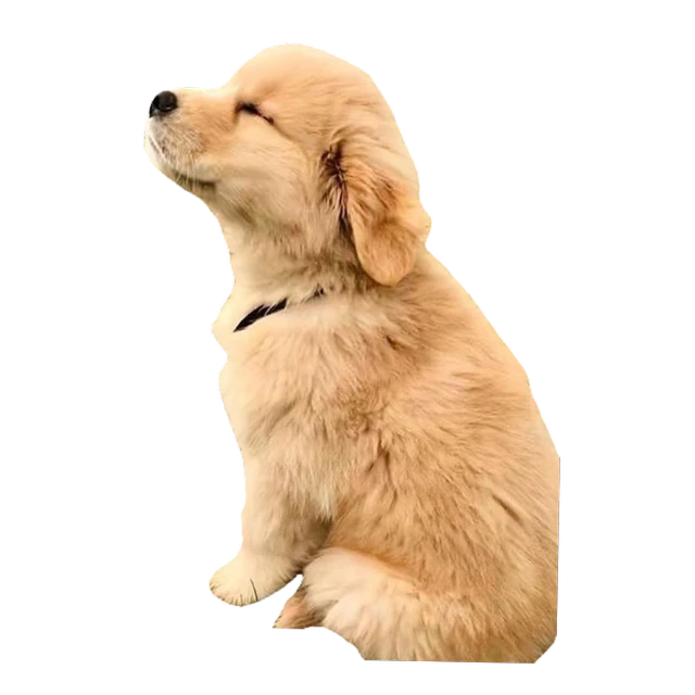 Ice Cube Rapper Png Download Snoop Doggy Dogg Meme Transparent