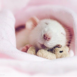 freetoedit background wallpaper rat cute