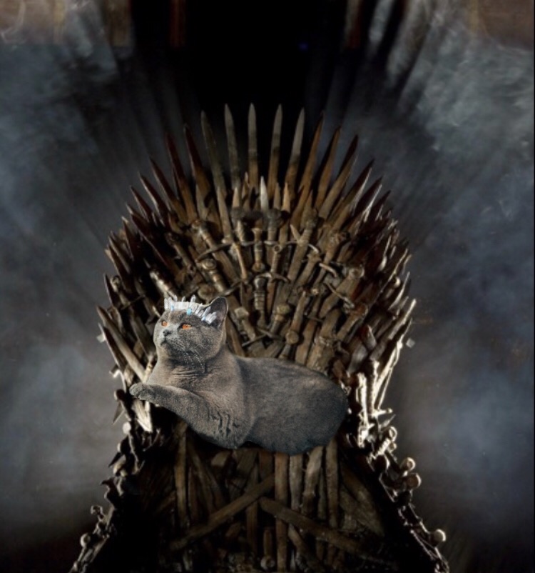 #ForTheThrone #GameOfThrones #CatsOfPicArt #FreeToEdit ?