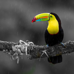 eccolorsplasheffect colorsplasheffect freetoedit toucan