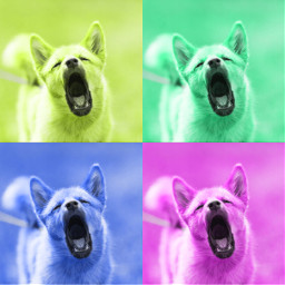 freetoedit dog cute colorful