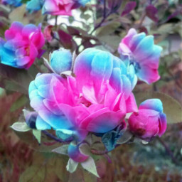 freetoedit flower pink blue nature