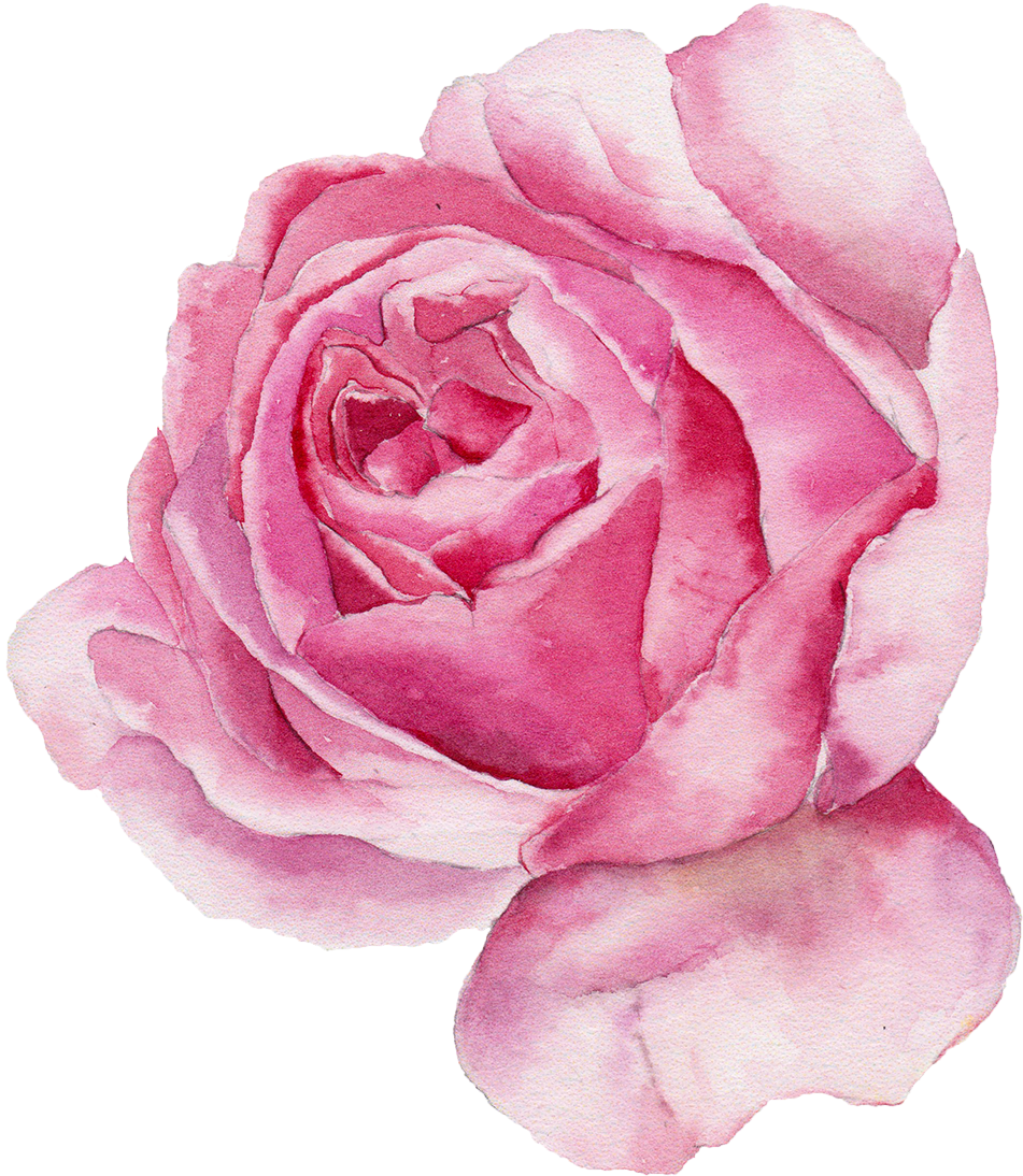 Акварельные розовые розы. Розовые розы акварель. Розовые Акварельные цветы. Акварельные розы на прозрачном фоне. Нарисовать розовый цветок