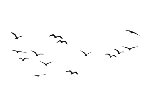 Popular And Trending Flyinganimals Stickers On Picsart