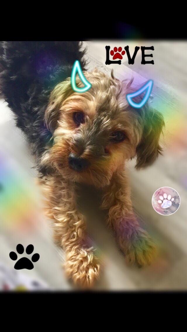 France Chien Tropmignon Image By Malorie79