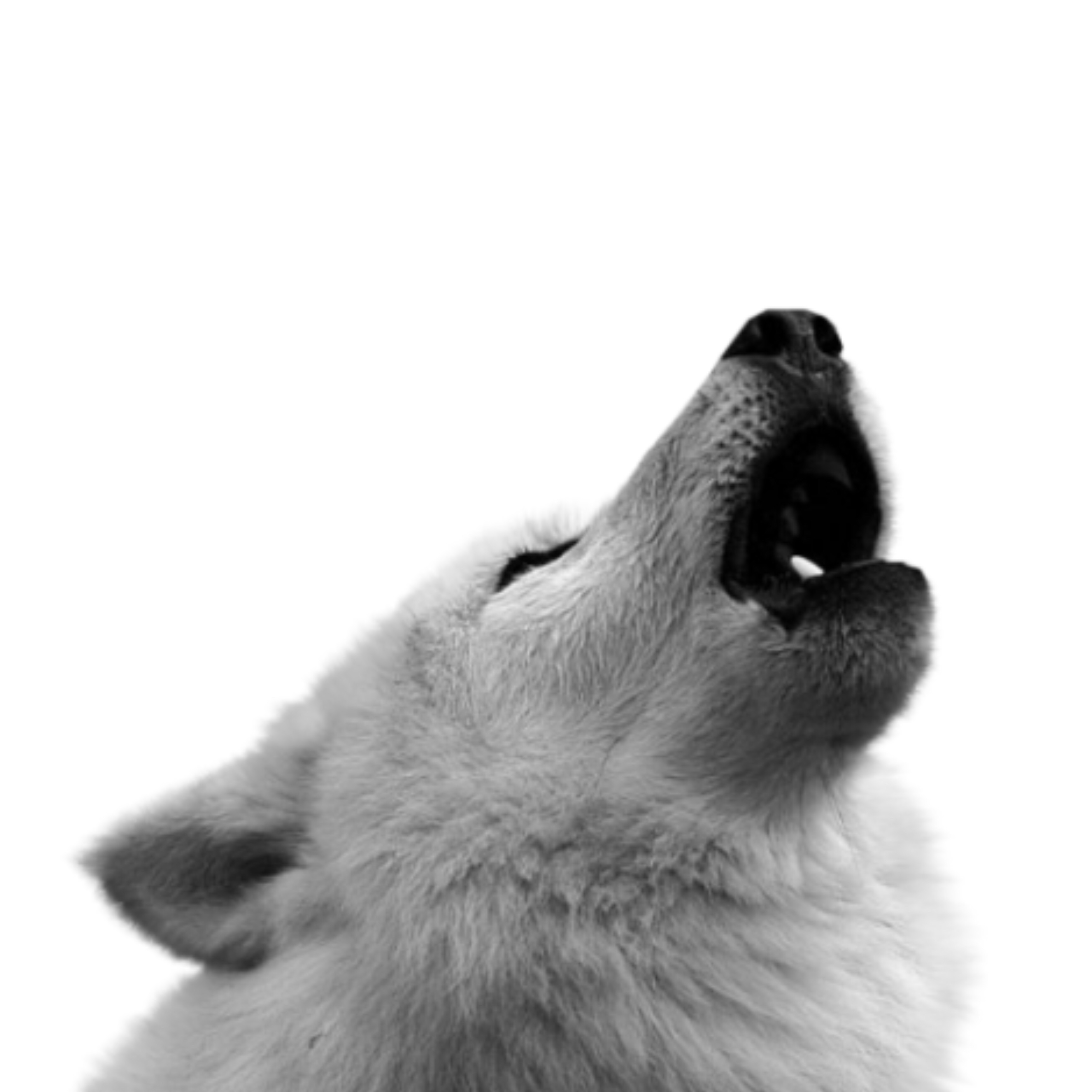 Волк воет на белом фоне