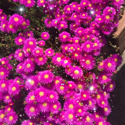 pink purple magenta flower prettypinkflower
