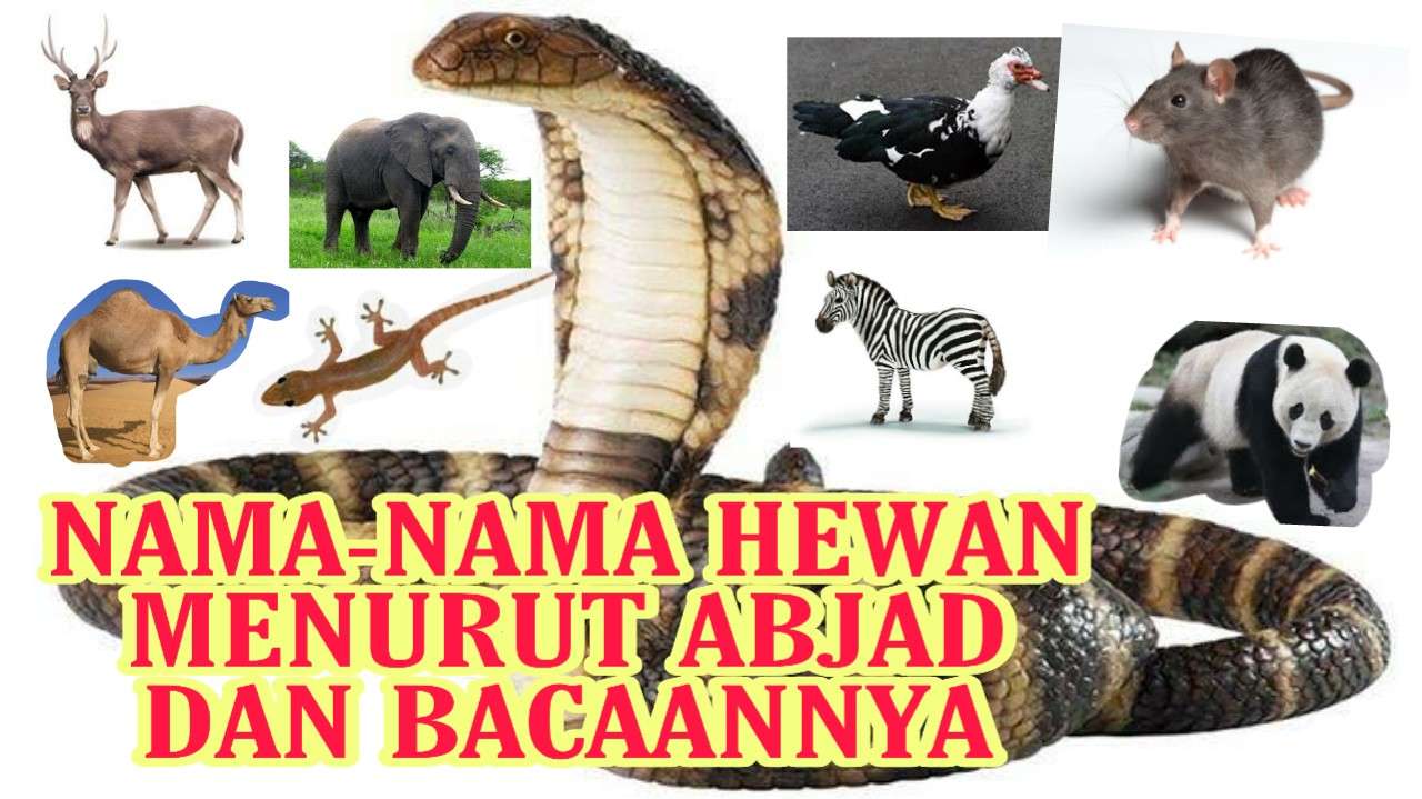 Channelyoutubebundafreskaelvarilysa