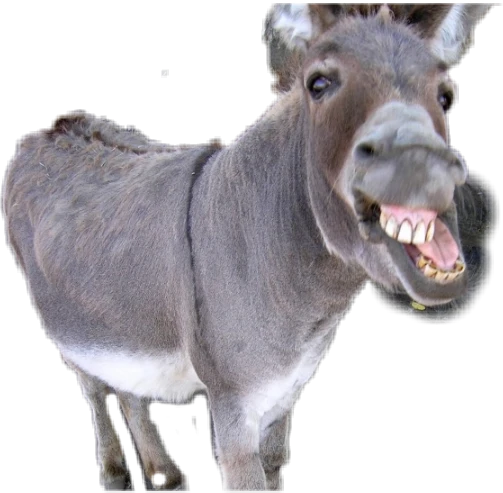 Donky Miniature donkey