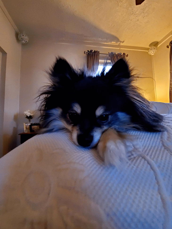 dogsofpicsart-dog-picsart-gif-295098039031201-by-wen-dawn