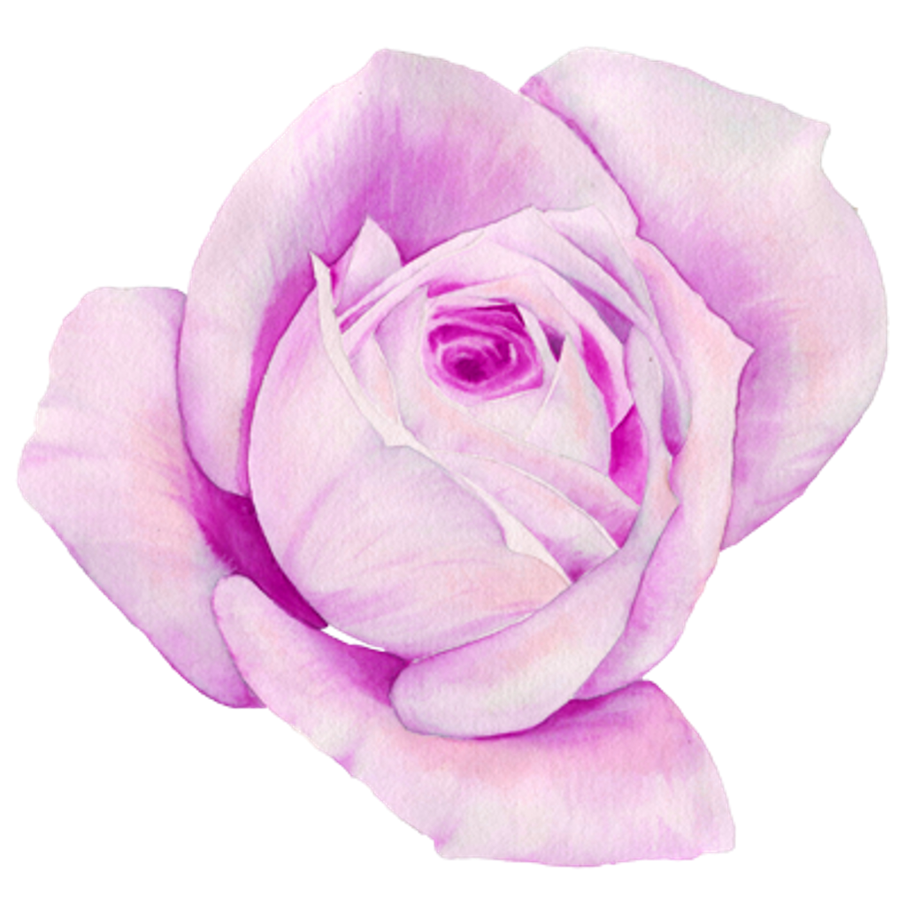 Flower Spring Pink Rose Pinkrose Sticker By Picsart