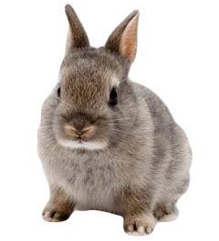 bunny rabbit bunnyrabbit cute pet freetoedit
