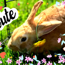 freetoedit bunnyluv springtime