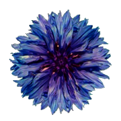 flower blue sticker freetoedit