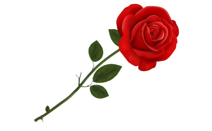 rose flower red thebachelorette freetoedit...