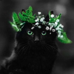 cats blackcat pets animals colorsplash