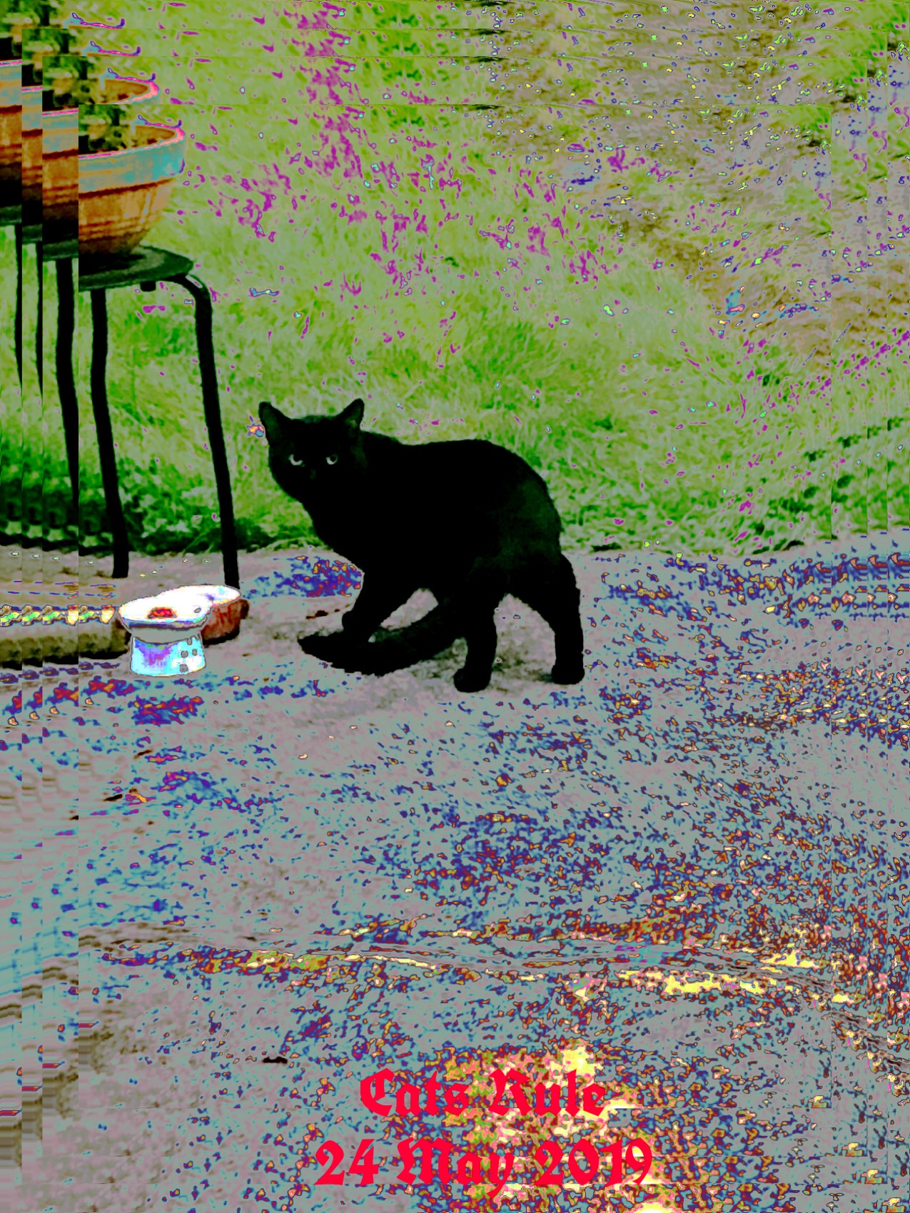 #cats