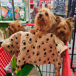 puppies puppy yorkie shopping trio pcshoppingcart