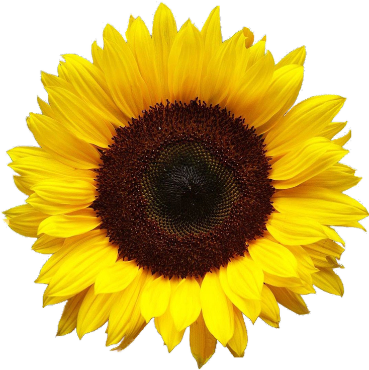 yellow sunflower aesthetic sticker by ahrtuhmis