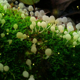 freetoedit mushroom fireflies cityoffireflies