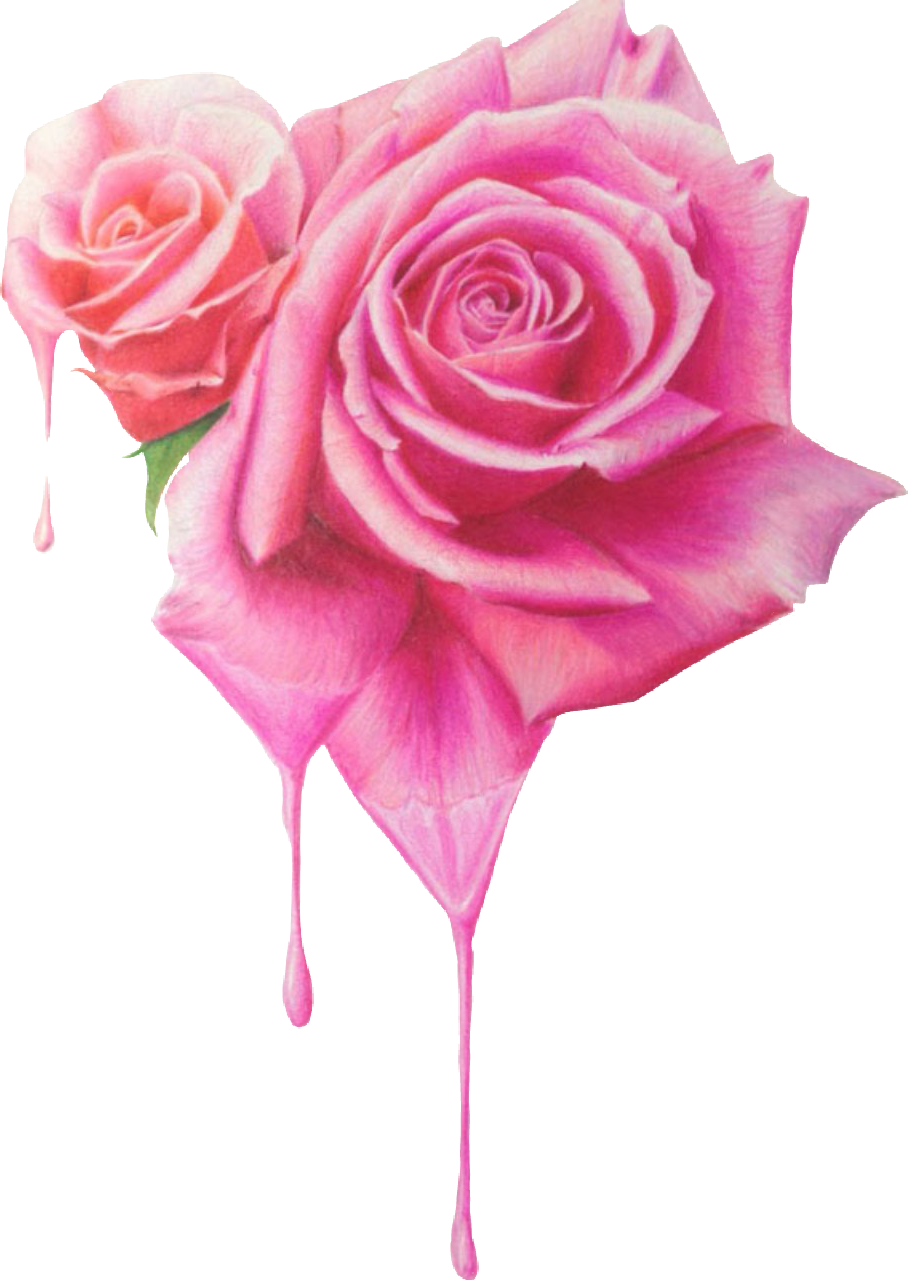 roses pinkroses dripping pink sticker by andreamadison2