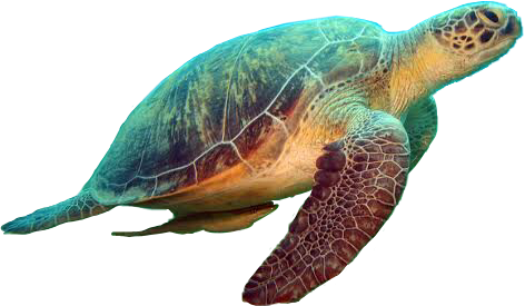 Popular And Trending Turtles Stickers On Picsart