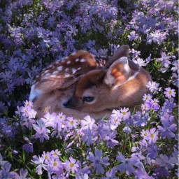 freetoedit tumblr bambi flowers sweet
