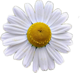 daisy flower flowers white whiteflofer freetoedit
