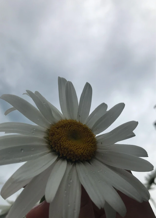 Aesthetic Daisy Flower Rainy Image By Flatty Patty Aesthetic Daisy Flower Rainy Image By Flatty Patty