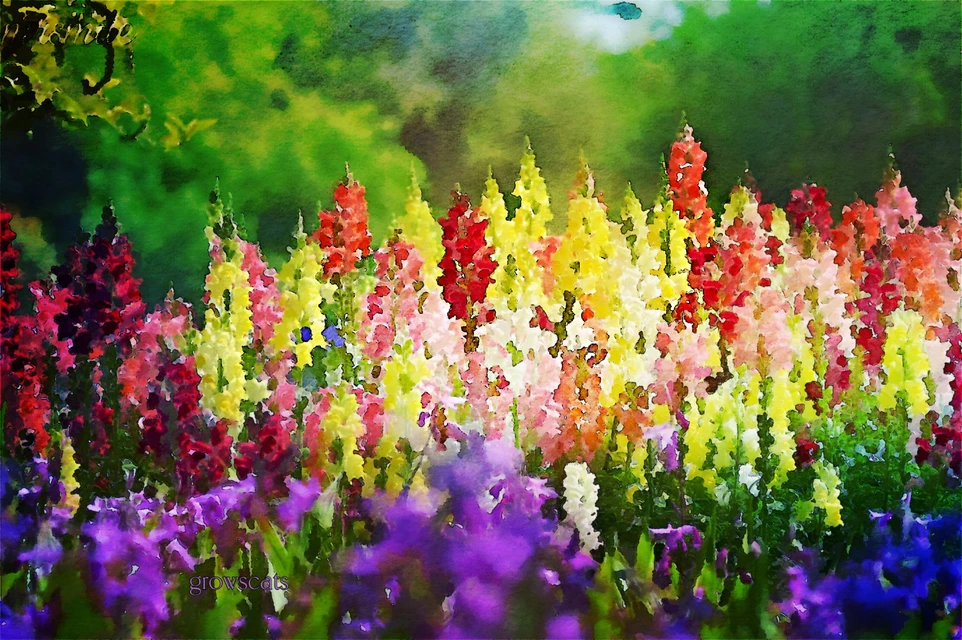 Thank You Mrsorriso1747 For This Beautiful Garden Clic Beautiful Garden Clic
